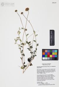 Encelia frutescens image