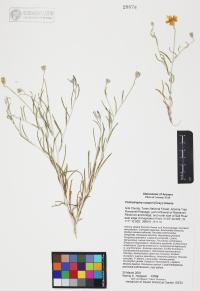 Psilostrophe cooperi image