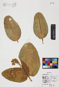 Asclepias lemmonii image