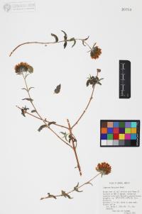 Lagascea decipiens image