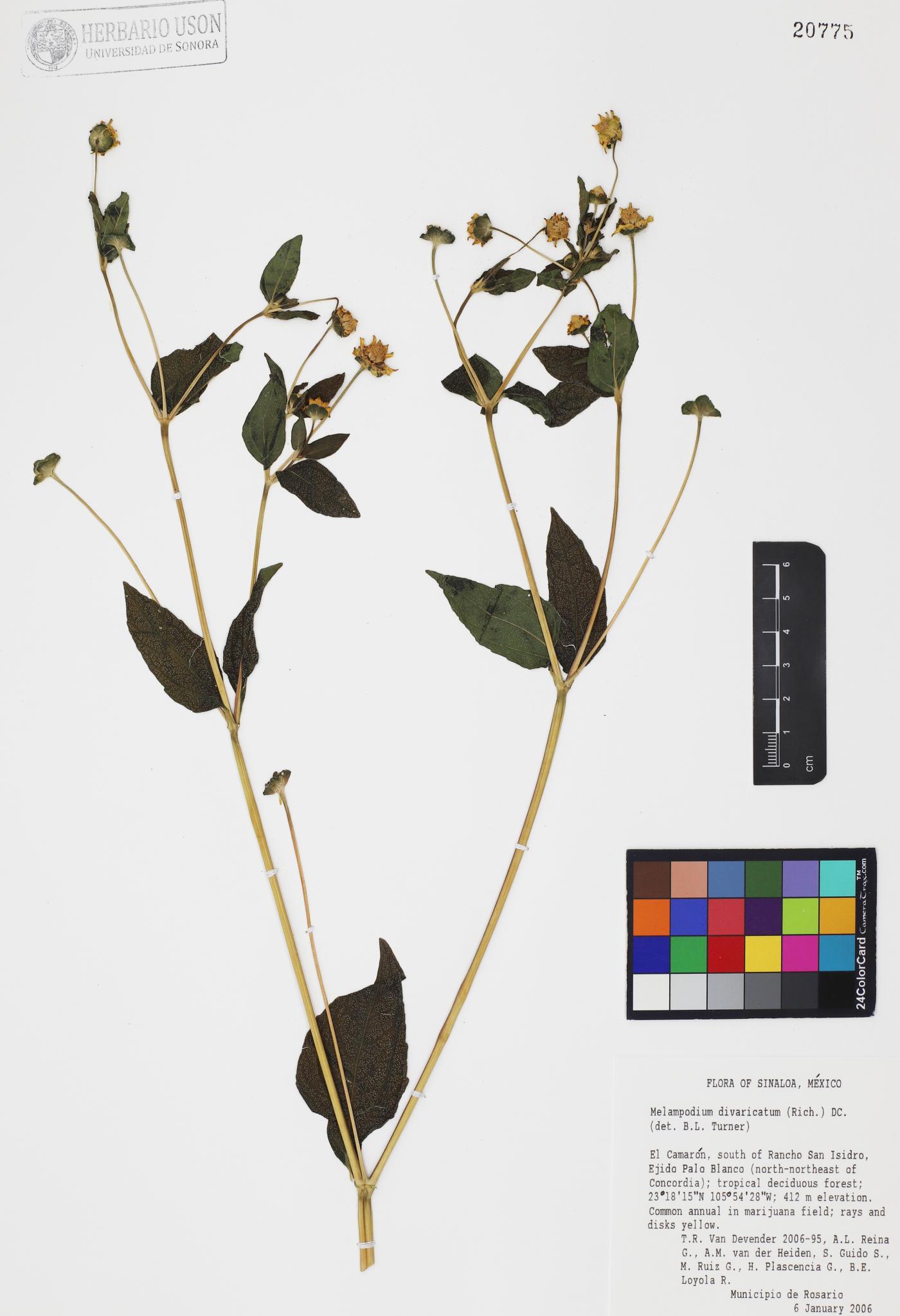 Melampodium divaricatum image