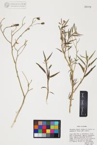 Palafoxia arida image