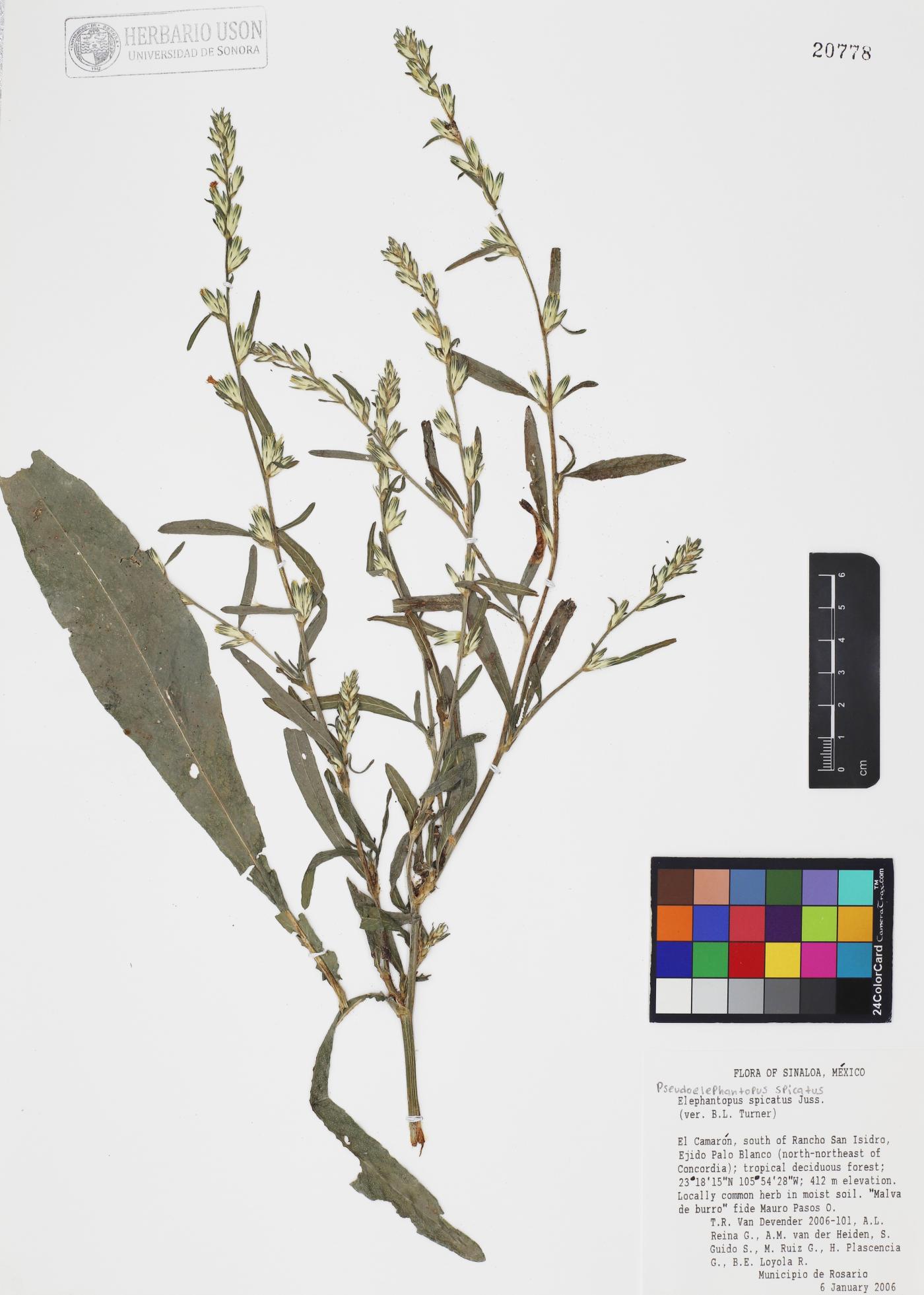 Pseudelephantopus spicatus image