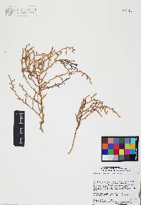 Allenrolfea occidentalis image