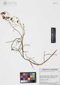 Palafoxia arida image