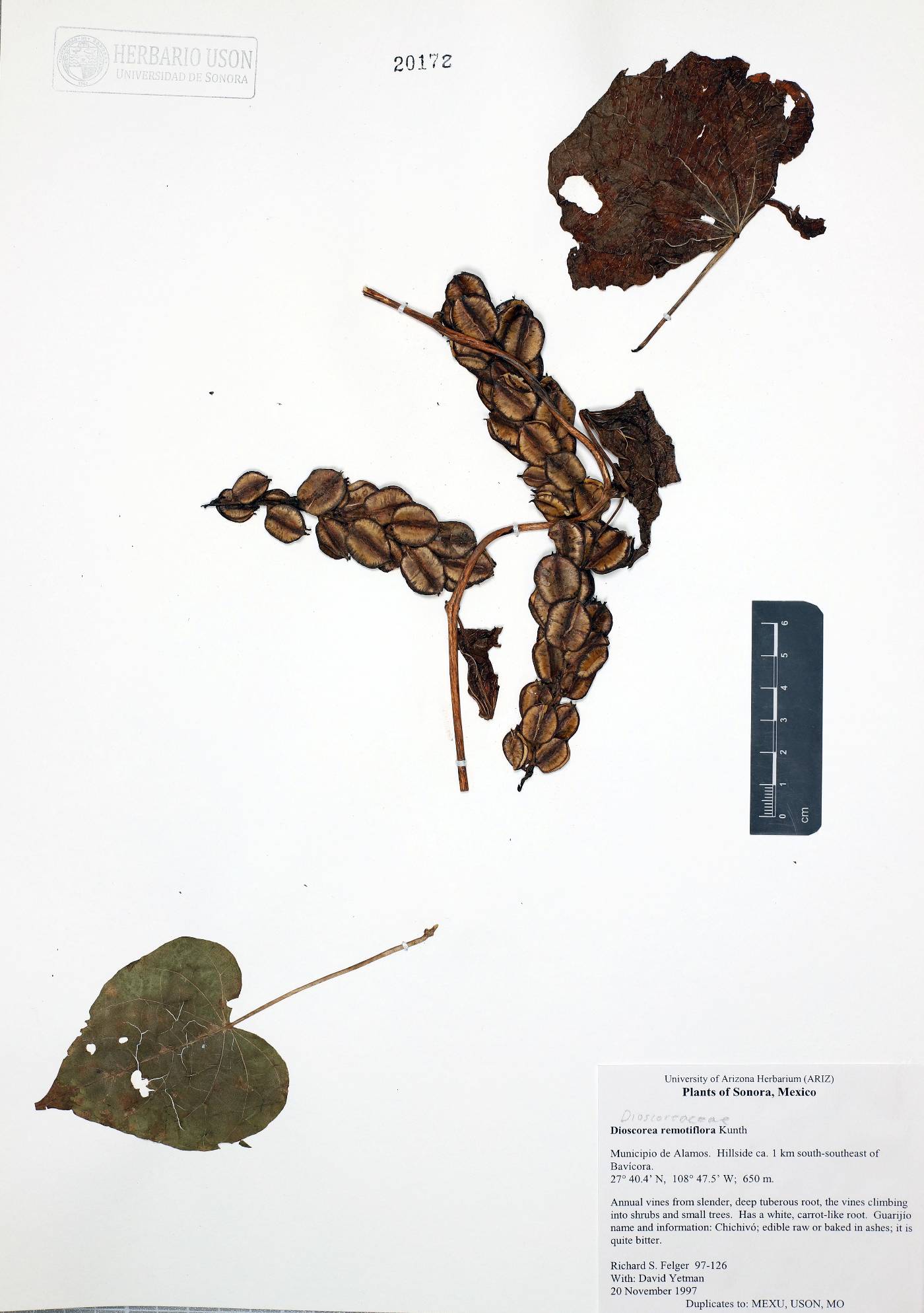 Dioscorea remotiflora image