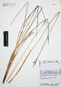 Juncus cooperi image