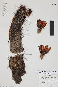 Echinocereus fasciculatus image