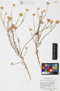 Xanthisma spinulosum image