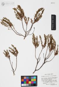 Ericameria laricifolia image
