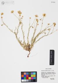 Erigeron divergens image