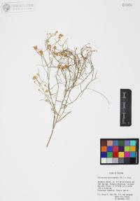 Gutierrezia microcephala image