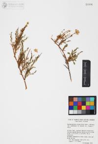 Xanthisma spinulosum image