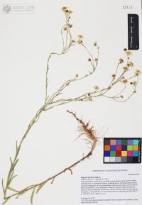 Erigeron arisolius image
