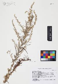 Artemisia pringlei image