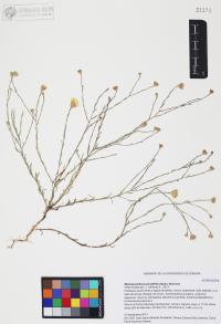 Xanthisma spinulosum image