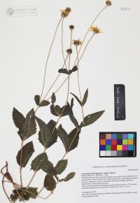 Lasianthaea podocephala image