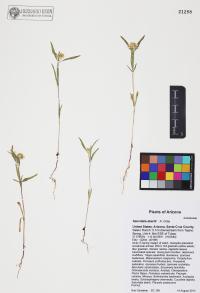 Sanvitalia abertii image