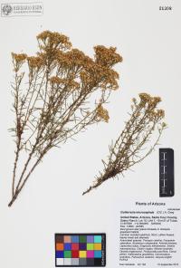 Gutierrezia microcephala image