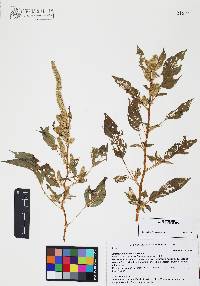 Amaranthus palmeri image