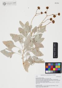 Encelia farinosa image