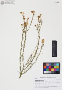 Erigeron arisolius image