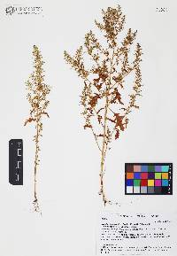 Dysphania graveolens image