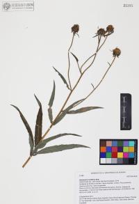 Heliomeris multiflora image
