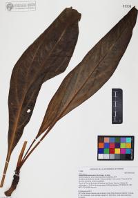 Helianthella quinquenervis image
