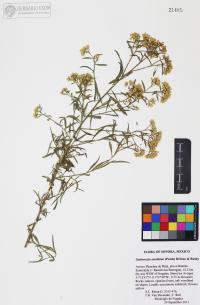 Gutierrezia sarothrae image