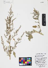 Chenopodium berlandieri image