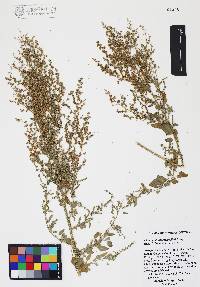 Chenopodium berlandieri image