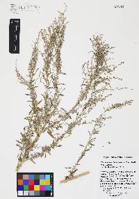 Chenopodium leptophyllum image