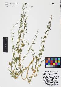 Chenopodium neomexicanum image