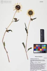 Helianthus petiolaris image