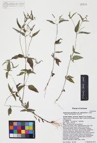 Galinsoga parviflora image
