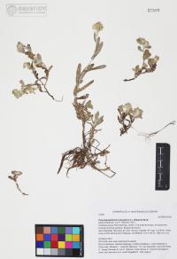 Pseudognaphalium luteoalbum image