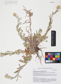 Gamochaeta pensylvanica image