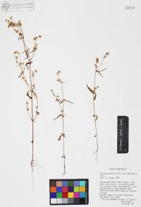 Galinsoga parviflora image
