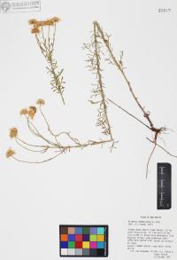Erigeron neomexicanus image