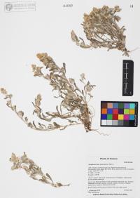 Gnaphalium palustre image