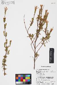 Carphochaete bigelovii image