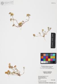 Monoptilon bellioides image
