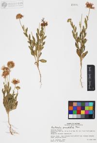 Gaillardia pinnatifida image