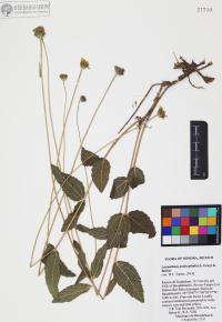 Lasianthaea podocephala image