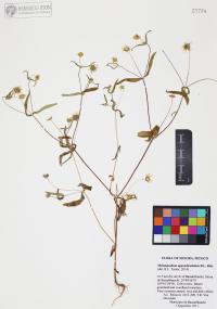 Melampodium appendiculatum image