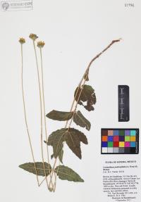 Lasianthaea podocephala image