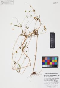 Melampodium appendiculatum image