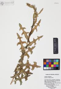 Lactuca serriola image