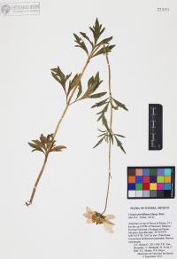Cosmos parviflorus image